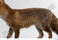  Red fox back body 0003.jpg